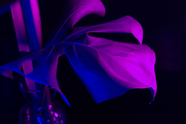 Monstera leaf in blue neon light