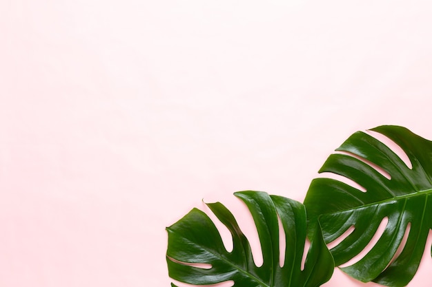 Monstera leaf on color background. Palm leaf, Real tropical jungle foliage Swiss cheese plant. Flat lay and top view.