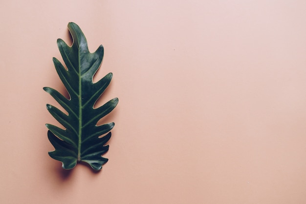 Monstera leaf on color background 