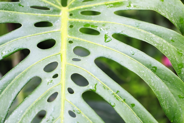 Monstera leaf Tropical leaf closeup with dew drops Fresh green background