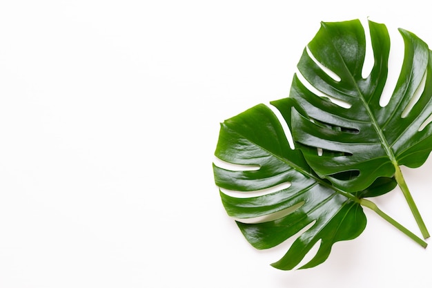 Monstera leaf on white wooden background