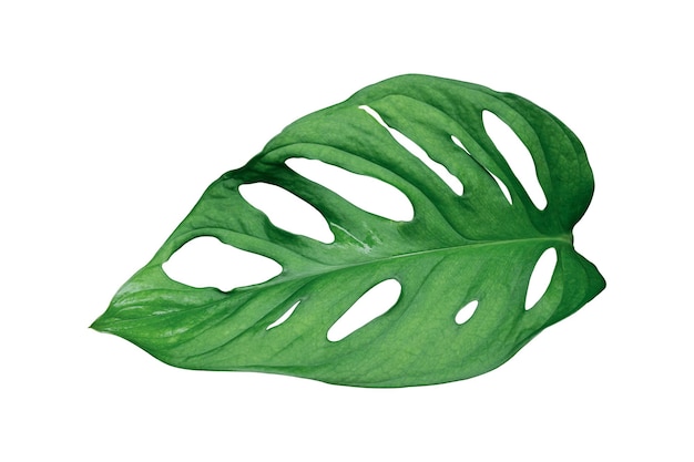 Monstera leaves Isolated on white background with clipping path