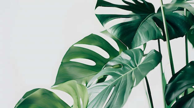 Monstera Leaves Lush Verdant and Visually Captivating Masterful Arrangement of Tropical Leaves