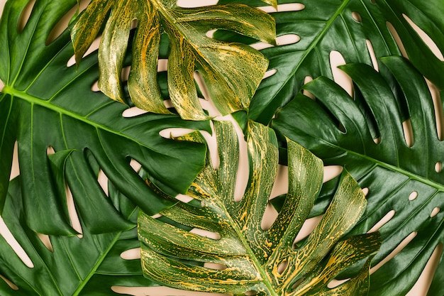 Monstera leaves painted golden. Summer concept, flatlay, pastel background