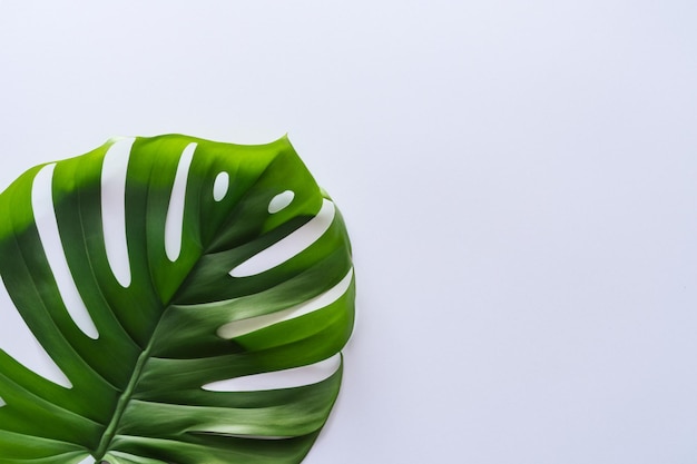 Monstera Leaves in Soft Focus