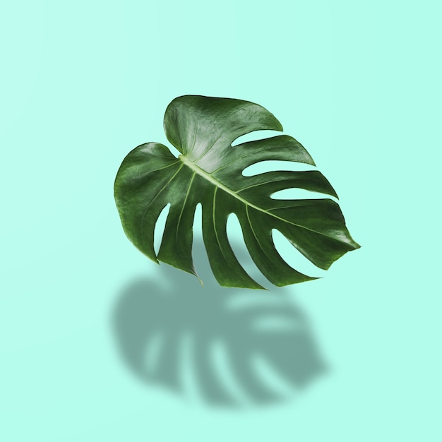 Monstera leaves in tropical forest isolated on pastel background with shadows