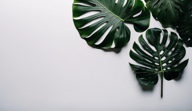 Monstera leaves on a white background