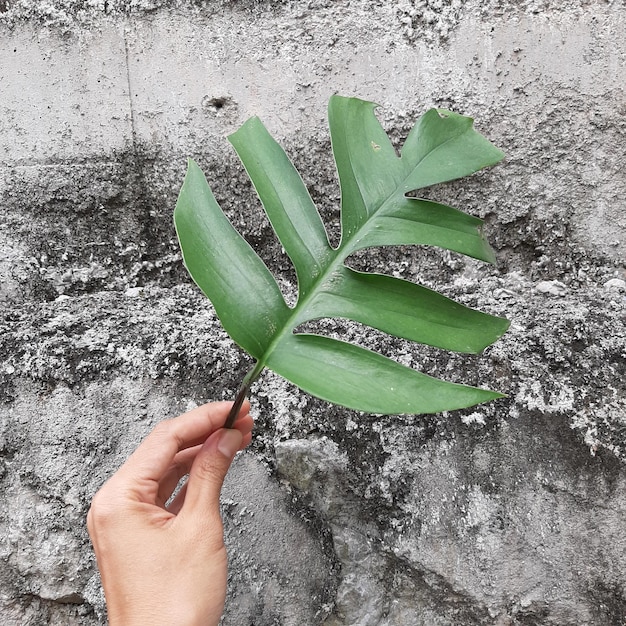 Monstera Leaves with Texture Background