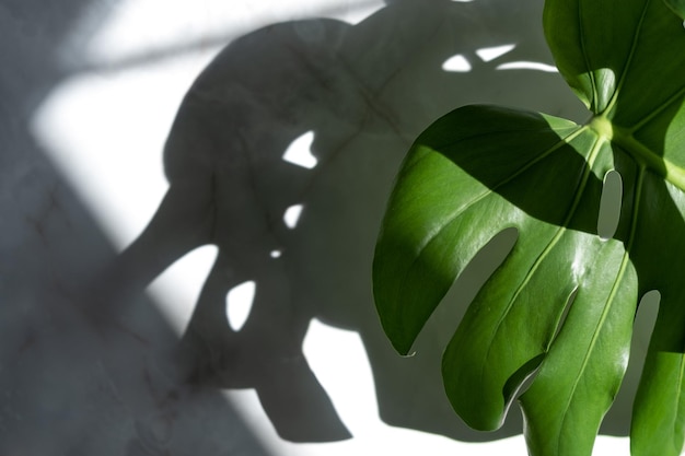 Monstera plant on a grey marble background concept of minimalism Monstera deliciosa or Swiss cheese plant tropical leaves background