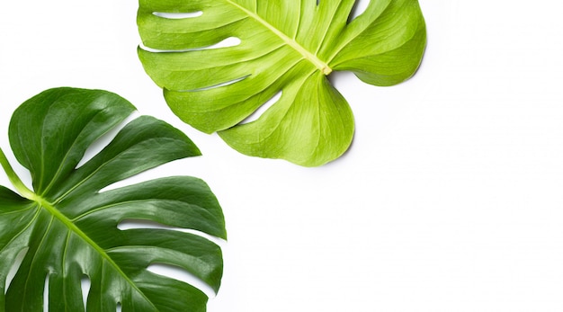 Monstera plant leaves on white