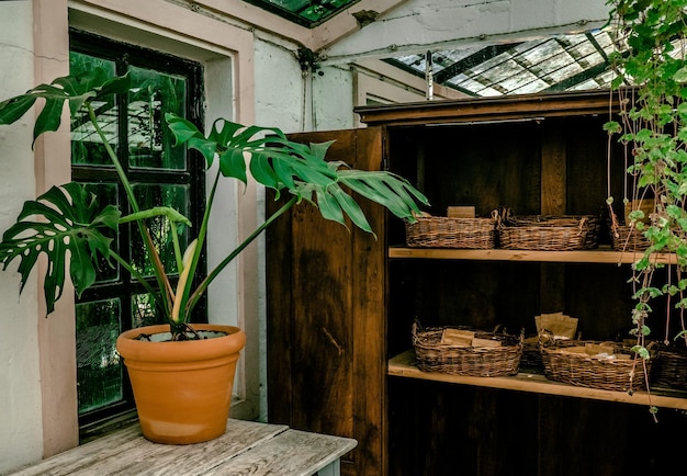 Monstera plant in terracotta clay pot in greenhouse