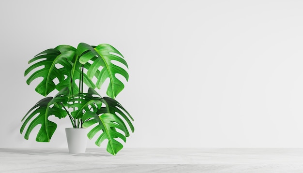 Monstera plant in white pot over light wall with copy space