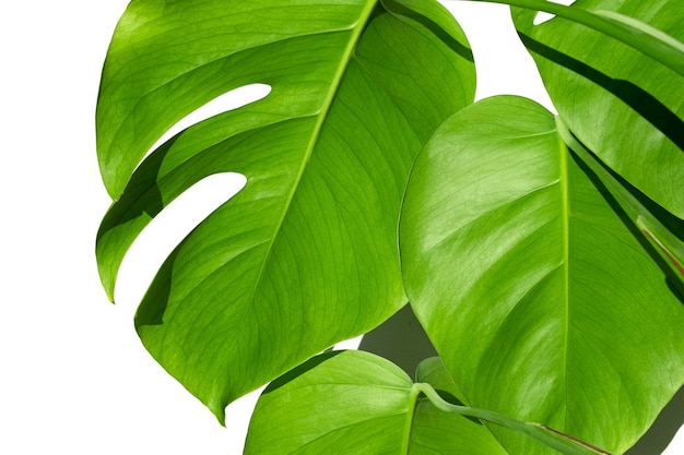 Monstera plant  in a white pot on a white isolated surface The concept of minimalism Monstera deliciosa leaves or Swiss cheese plant in pot tropical leaf surface