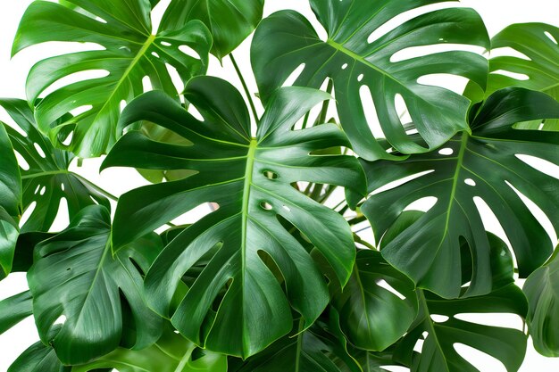 Monstera plant with large dark green leaves web banner with copy space on the right