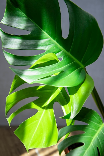 monstera plant