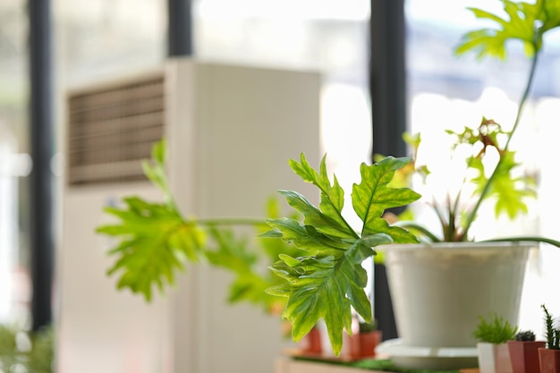 Monstera in a pot is placed on the table in the house by the window. It is a beautiful and popular air purifying plant.