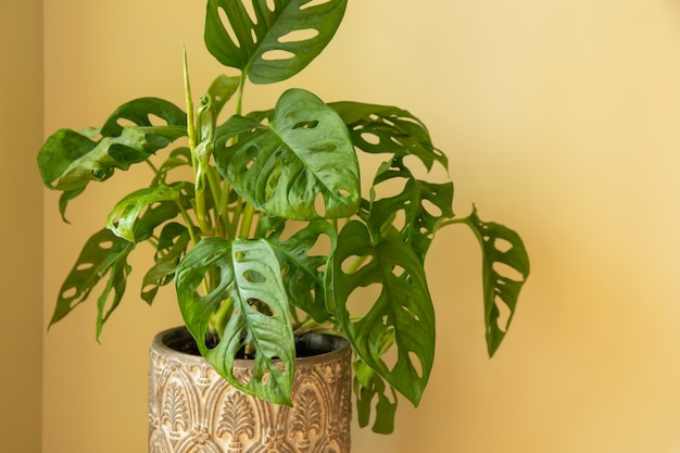 Monstera Swiss cheese plant or Monstera Monkey Mask in flower pot Nice tropical Monstera plant