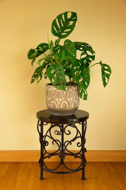 Monstera Swiss cheese plant or Monstera Monkey Mask in flower pot Nice tropical Monstera plant