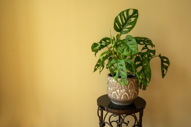 Monstera Swiss cheese plant or Monstera Monkey Mask in flower pot