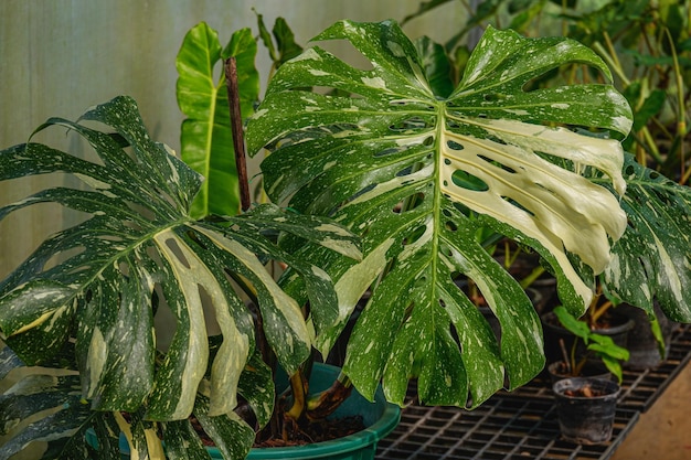 Monstera thai constellation is beautiful foliage house plants garden