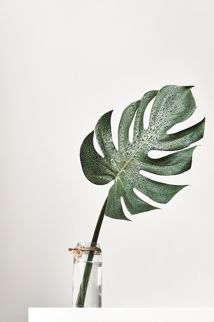 Monstera tropical leaf in glass vase standing on white table modern aesthetics minimal interior