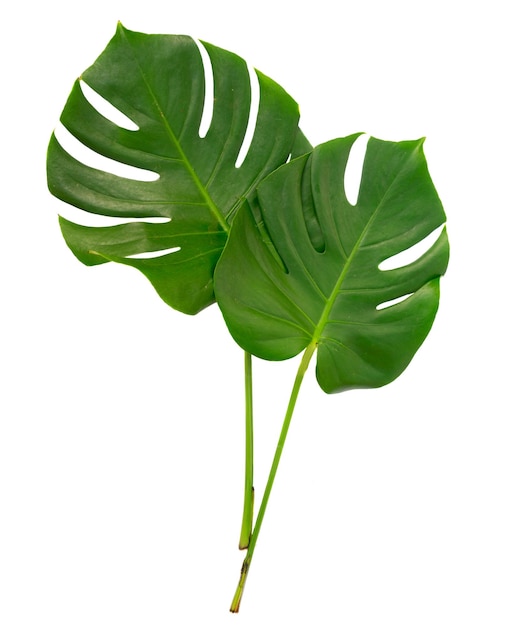 Monstera two green tropical leaves isolated on white background