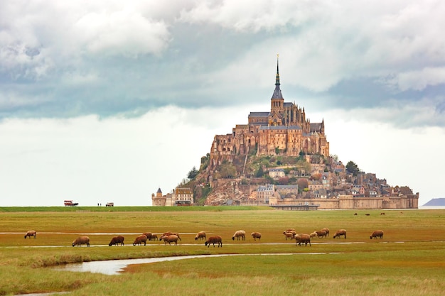 Mont Saint Michel and sheeps Normandy France