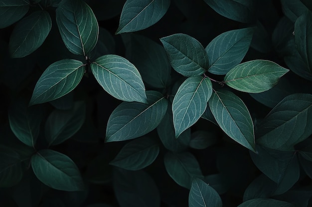 Moody Dark Green Leaves on Black Background