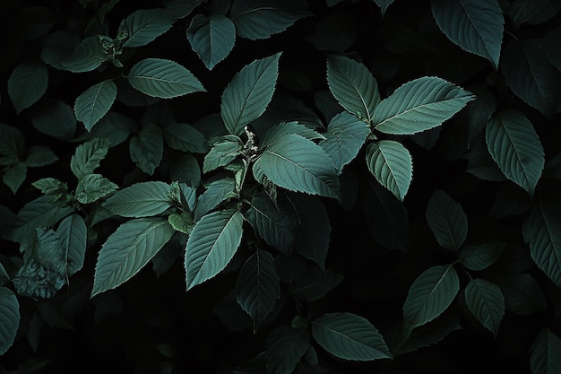 Moody Dark Green Leaves on Black Background