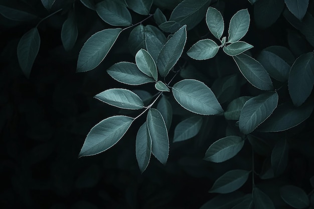 Moody Dark Green Leaves on Black Background