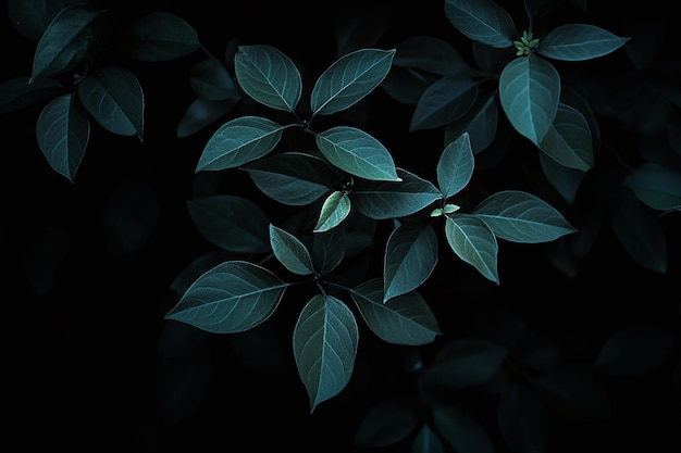 Photo moody dark green leaves on black background