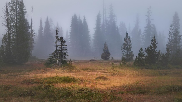 A moody day at a foggy alpine meadow with bright dried grasses and coniferous trees against the fo