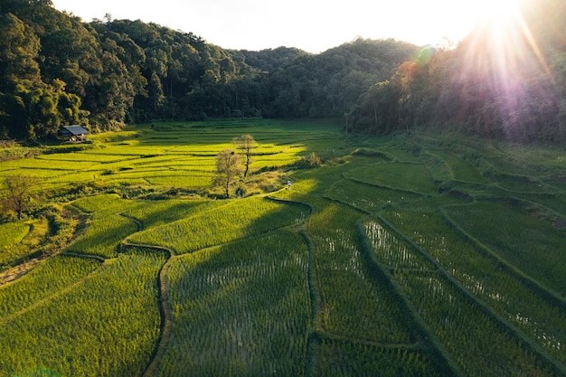 Moody Green rice fild with evening light form abobe