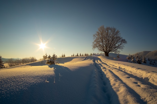 Moody landscape with footpath tracks and bare dark trees covered with fresh fallen snow in winter mountain forest on cold gloomy evening.