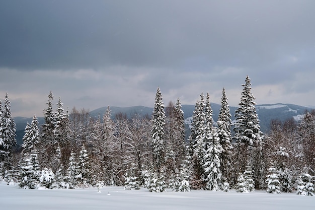 Moody landscape with pine trees covered with fresh fallen snow in winter mountain forest in cold gloomy evening.