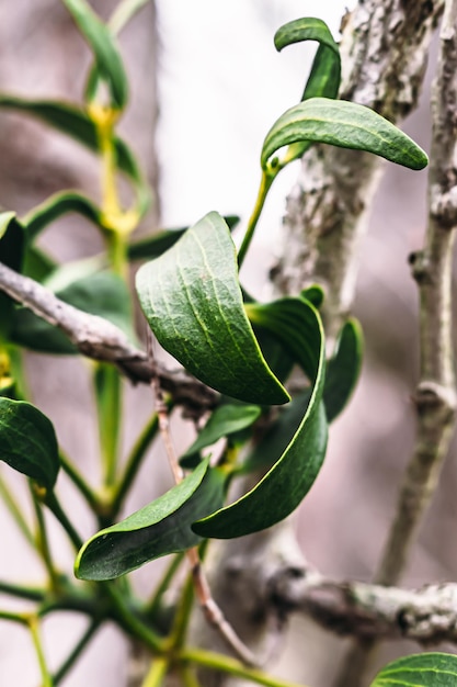 Moody plant shot in a macrographic style