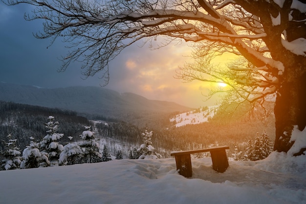 Moody winter landscape with dark bare tree and small wooden bench on covered with fresh fallen snow field in wintry mountains on cold gloomy evening.