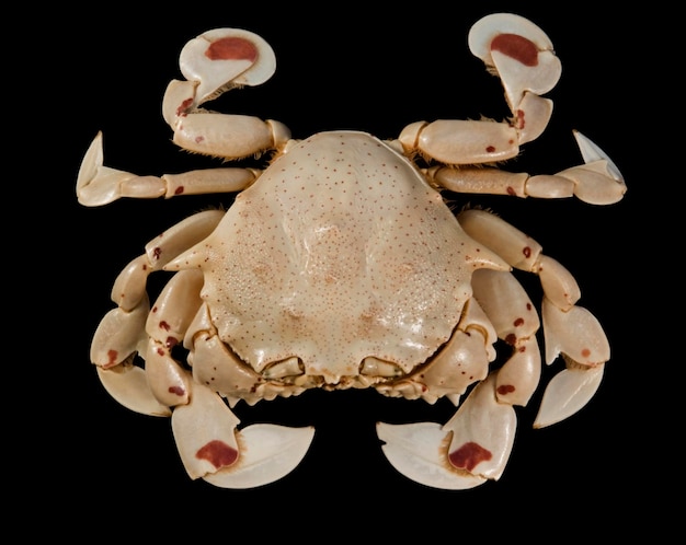 Photo moon crab isolated on black