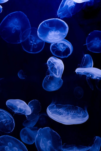 Moon jelly in the dark