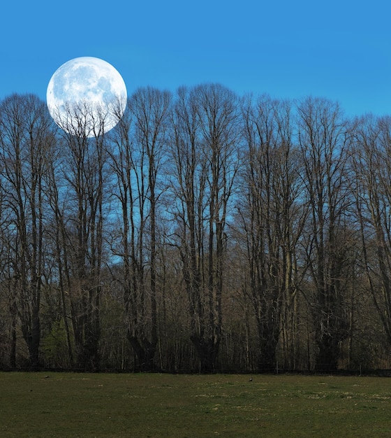 And the moon A photo of the moon early morning over landscape with trees