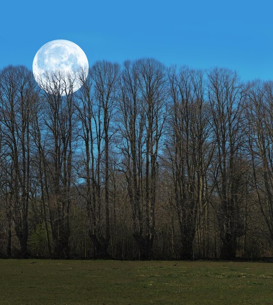 Photo and the moon a photo of the moon early morning over landscape with trees