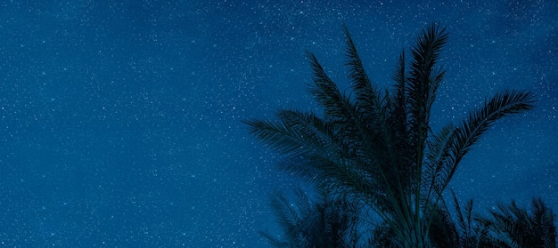 The moon shines at night over palm trees on the sea