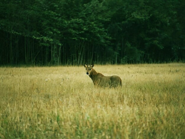 Photo a moose is in a field with trees in the background