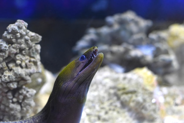 Moray Eel fish in aquarium closeup