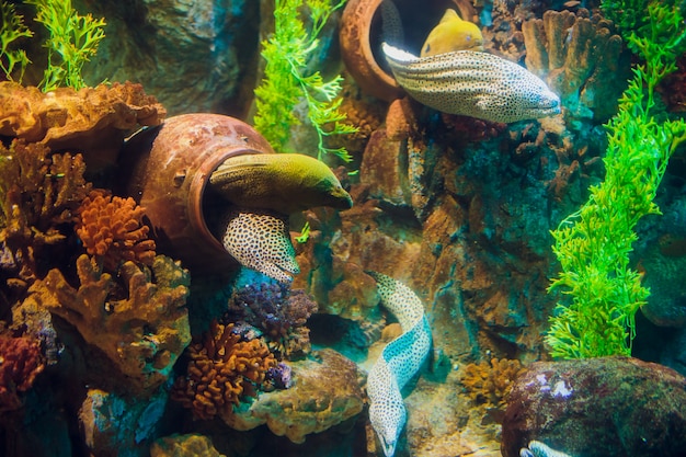 Moray Eel. Gymnothorax miliaris