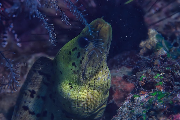 moray eel under water / beautiful sea underwater view