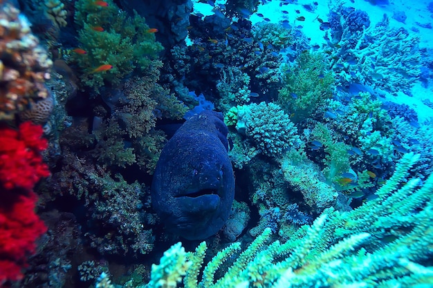 moray eel under water, nature photo wild snake predator marine in the ocean