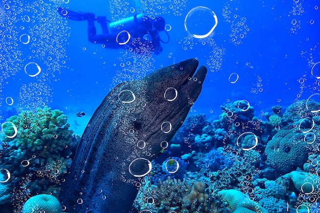 moray eel under water, nature photo wild snake predator marine in the ocean