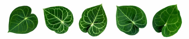 More beautiful exotic tropical leaves isolated leaf background