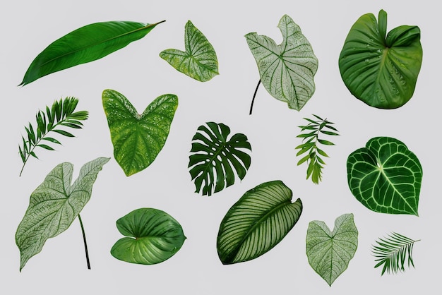 More beautiful exotic tropical leaves isolated leaf background